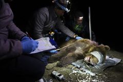 Sledovaná medvědice zamířila z Beskyd do Hukvald, turisté by neměli opouštět stezky