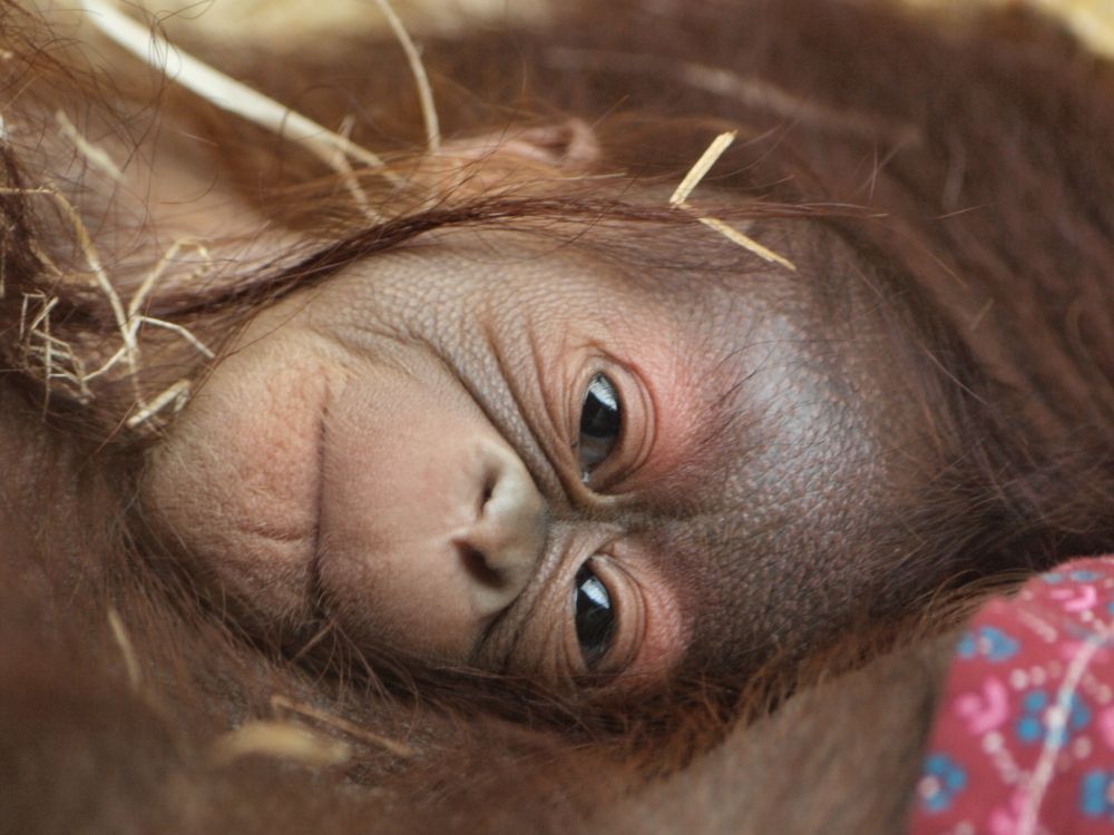 Mládě orangutana bornejského