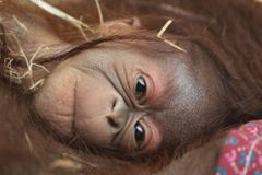 Zoo ve Dvoře Králové slaví narození mláděte orangutana