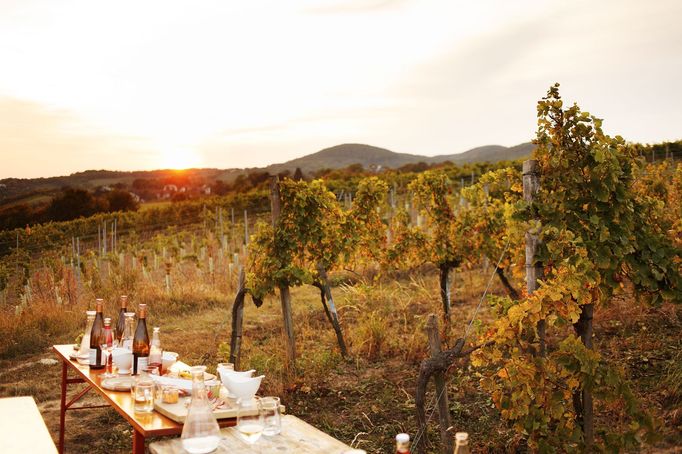 Bohatá tabule mezi vinicemi při vinobraní