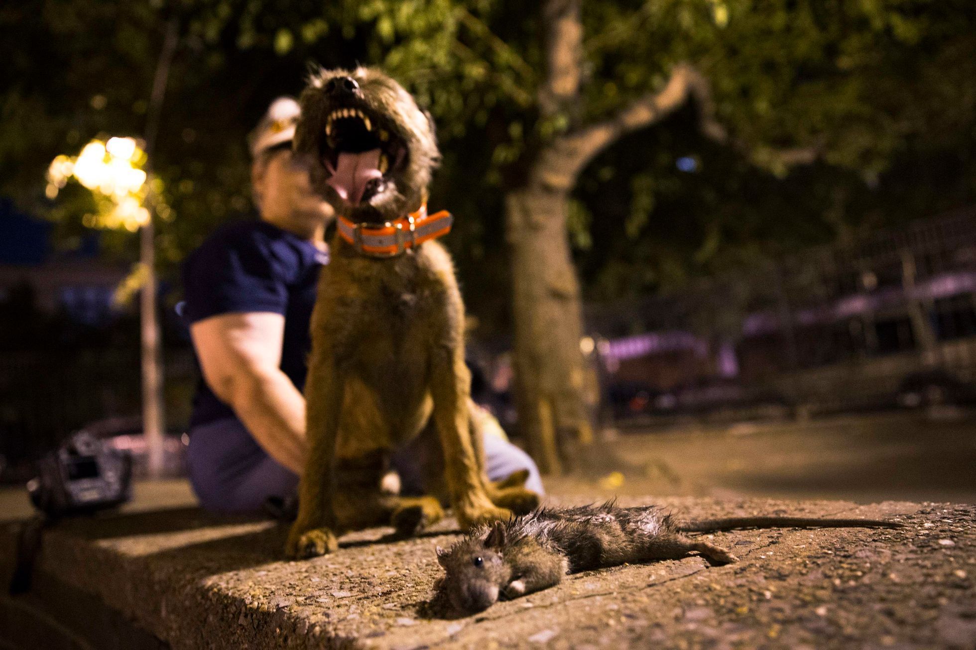 Merlin, a Border Terrier, stands over a dead rat he killed during an organized rat hunt on New York City's Lower East Side