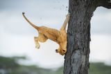 Tohle jsou ty slavné kočičí reflexy? / Jennifer Hadleyová (USA), finaliska soutěže Comedy Wildlife Photography Awards.