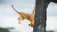 Tohle jsou ty slavné kočičí reflexy? / Jennifer Hadleyová (USA), finaliska soutěže Comedy Wildlife Photography Awards.