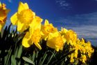 Do Česka se o víkendu vrátí jaro, vysvitne slunce a teploty stoupnou až na 22 stupňů Celsia