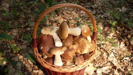 Přinesli jste si košík plný hub? Zkuste polévku z hříbků