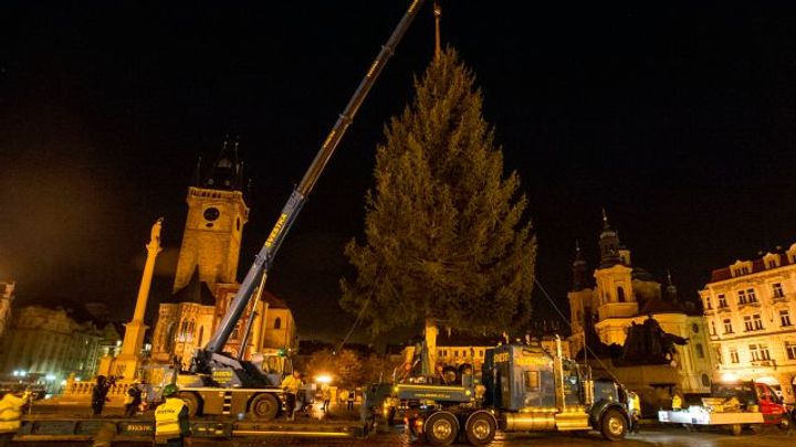 Na Staroměstském náměstí vztyčili vánoční strom, trhy ale letos nebudou