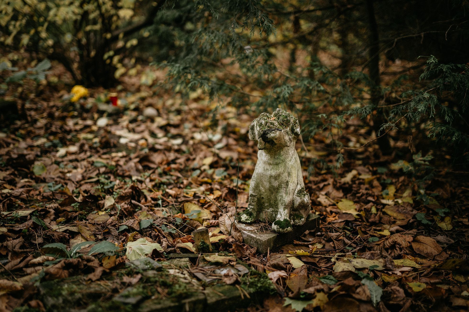 hřbitov Bohnice hřbitov bláznů