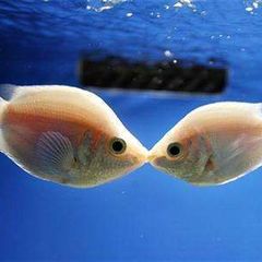 Láska mezi rybami popírá Freudovu teorii.