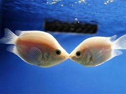 Láska mezi rybami popírá Freudovu teorii.