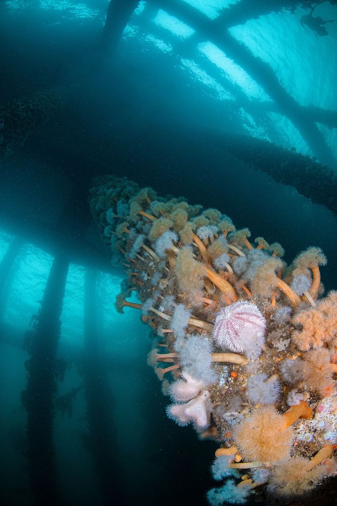 Vítězové soutěže Underwater Photographer of the Year 2024