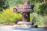 Sekvojovce obrovské jsou největšími živoucími organismy na světě, jsou také největšími stromy na světě a velkým turistickým lákadlem v pohoří Sierra Nevada. Ve dvou národních parcích Sequoia a Kings Canyon jich je přes deset tisíc.