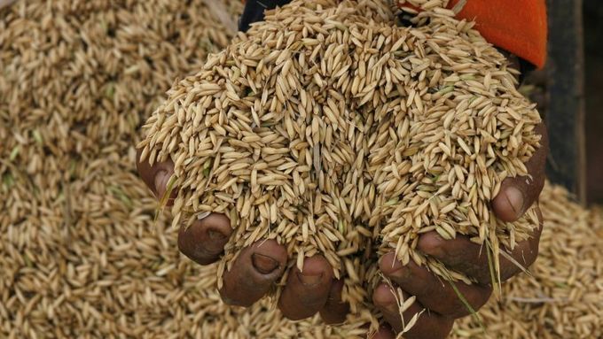 Cena rýže ve světě v posledních týdnech prudce vzrostla