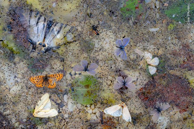 Fotografie ze soutěže Wildlife Photographer of the Year, které se utkají o cenu veřejnosti.