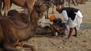 Camel herders try to put a rope around a camel at Pushkar Fair in the desert Indian state of Rajasthan November 22, 2012. Many international and domestic tourists throng to Pushkar to witness one of the most colourful and popular fairs in India. Thousands of animals, mainly camels, are brought to the fair to be sold and traded. REUTERS/Danish Siddiqui (INDIA - Tags: ANIMALS SOCIETY) Published: Lis. 22, 2012, 5:31 odp.