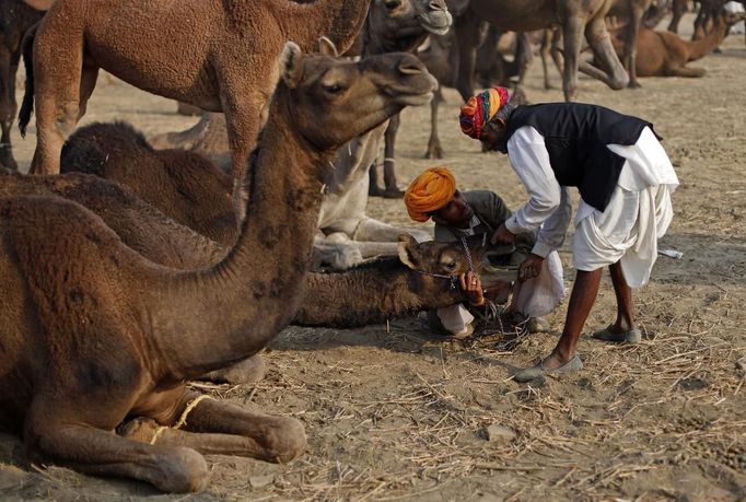 Camel herders try to put a rope around a camel at Pushkar Fair in the desert Indian state of Rajasthan November 22, 2012. Many international and domestic tourists throng to Pushkar to witness one of the most colourful and popular fairs in India. Thousands of animals, mainly camels, are brought to the fair to be sold and traded. REUTERS/Danish Siddiqui (INDIA - Tags: ANIMALS SOCIETY) Published: Lis. 22, 2012, 5:31 odp.