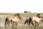 Čtyřletá Zina II, tříletá Grâce a téměř dvouletý hřebec Galvan byli vybráni pražskou zoologickou zahradou pro cestu do Kazachstánu. Jejich příběh je symbolem návratu posledních divokých koní do míst, kde kdysi svobodně žili.