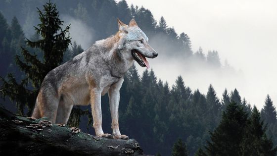 Vlk lesní