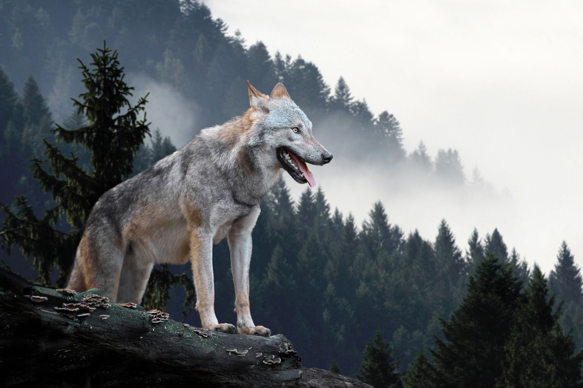 Vlk lesní