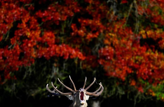 Podívejte se na nejkrásnější fotografie zvířat za rok 2020