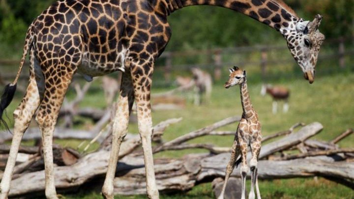 Za žirafami a vakcínou. Desítky lidí se nechaly naočkovat během návštěvy pražské ZOO; Zdroj foto: Tomáš Adamec, Zoo Praha