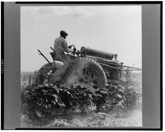 Černoch na plantáži v Mississippi, červen 1937.