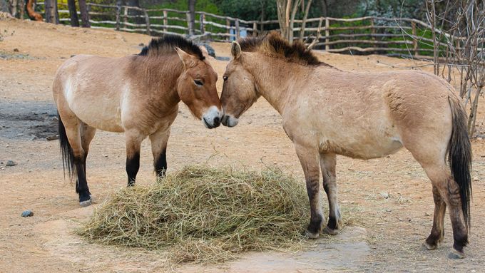Zoo Praha otvírá pavilon s koňmi Převalského i předobrazem bájného olgoje chorchoje