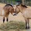 Pražská zoo, nová expozice a pavilon Gobi, koně převalského