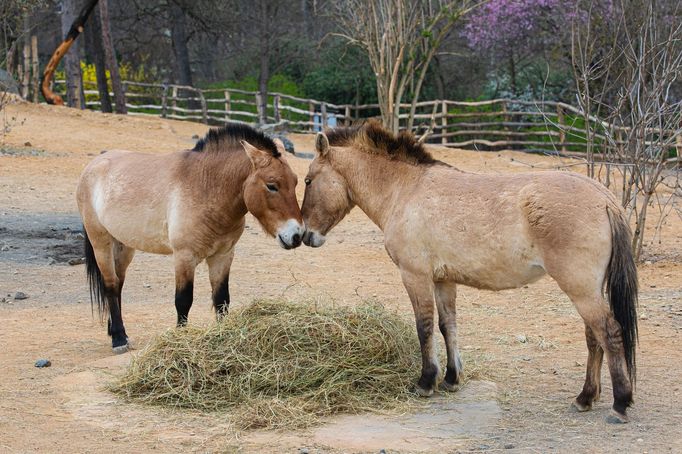 Nová expozice a pavilon Gobi v pražské zoo.