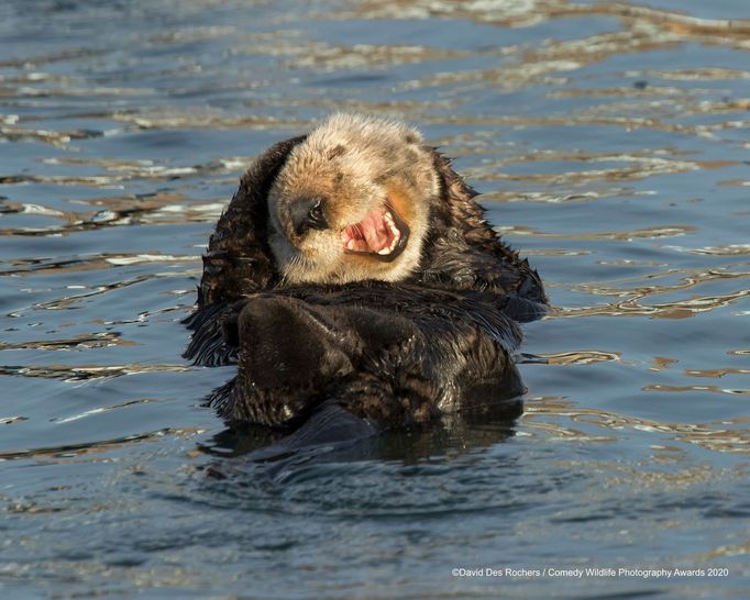 Vtipné fotky zvířat: Comedy Wildlife Photography Awards 2020