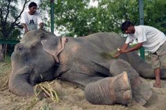 Slona osvobodili po 50letém týrání. Štěstím se rozplakal