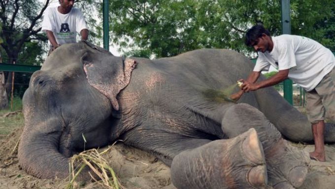 Slon Raju v péči záchranářů