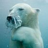 Foto: Nejkrásnější fotografie ze kanadské soutěže National Pictures of the Year