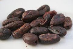 Kakao je nejdražší od roku 1979. Kvůli špatnému počasí je plodiny nedostatek