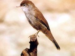 A rare bird species for this region - Cetti´s Warbler first seen in the Czech Republic in September last year.