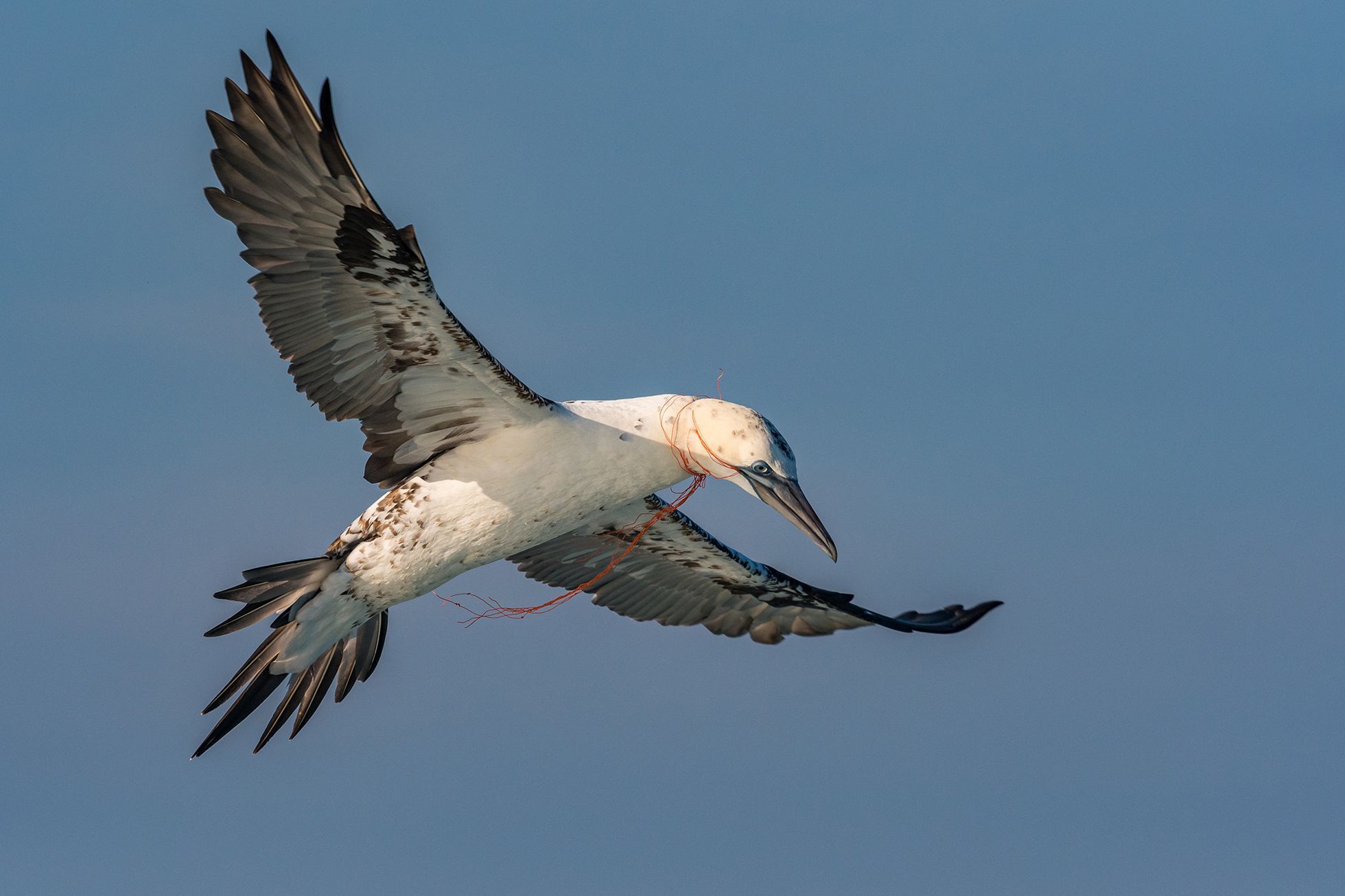 Nejlepší snímky přírody ze soutěže PA2F Environmental Photography Award