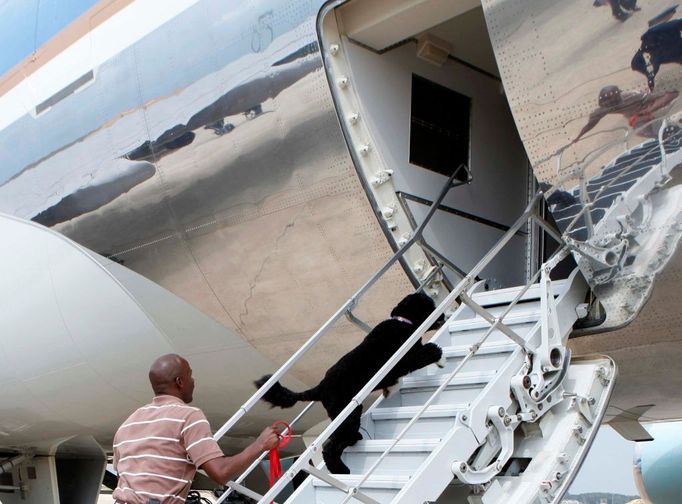 Takhle se těšil na dovolenou Bo, pes rodiny Obamových. Fotograf jej zachytil, když se řítil do Air Force One, který jej spolu s páníčky odvezl na prázdniny do Martha's Vineyard.