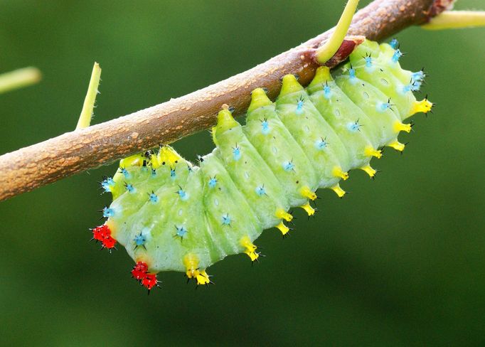 Můra Martináč cercopijský (Hyalophora cecropia)