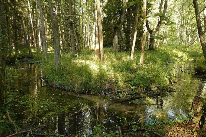 Meandrující Rokytka v NPP Rečkov