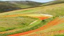 Rozkvetlé louky v okolí Castelluccia di Norcia, Itálie