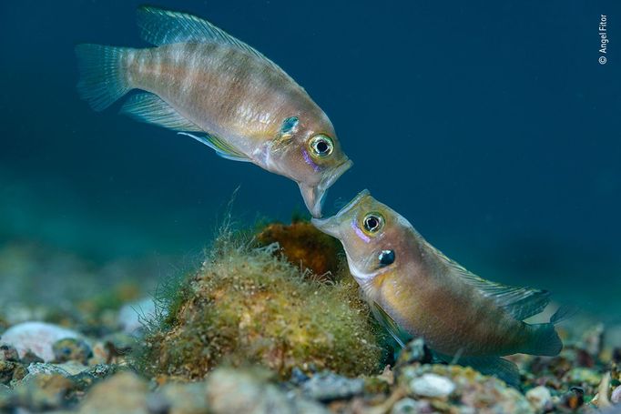 Vítězové soutěže Wildlife Photographer of the Year 2021