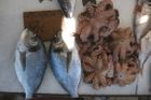 Rybáři házejí půlku úlovku zpět do moře. Polomrtvou