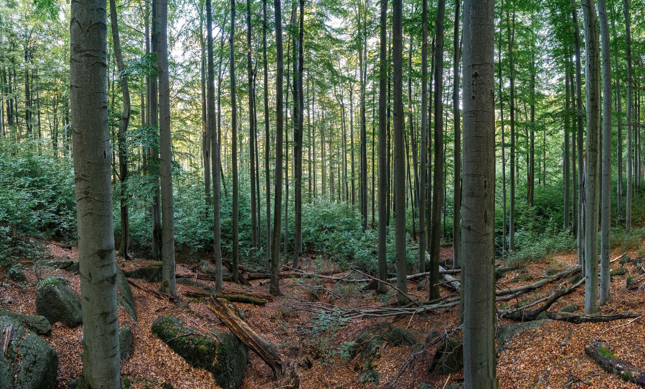 Jizerskohorské bučiny