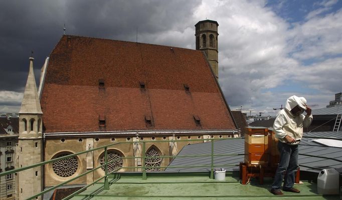 Head of the city beekeeper organization, Felix Munk, adjusts his protective net hat as he stands next to bee hives at the rooftop of the Austrian chancellery in Vienna, July 16, 2012. A growing number of urban beekeepers' associations, such as Vienna's Stadtimker, are trying to encourage bees to make their homes in cities, as pesticides and crop monocultures make the countryside increasingly hostile. Bee populations are in sharp decline around the world, under attack from a poorly understood phenomonenon known as colony collapse disorder, whose main causes are believed to include a virus spread by mites that feed on haemolymph - bees' "blood". Picture taken July 16, 2012. REUTERS/Lisi Niesner (AUSTRIA - Tags: ENVIRONMENT ANIMALS) Published: Čec. 25, 2012, 3:38 odp.