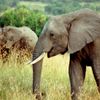 Sloni afričtí