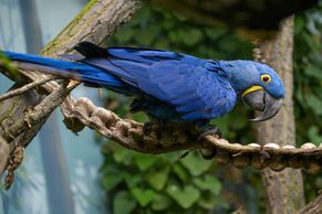 V novém pavilonu pražské zoo lidé uvidí i papoušky, kteří jinde v Evropě nejsou