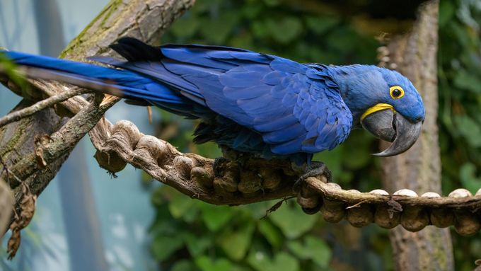 Pražská zoo otevře pavilon s exotickými papoušky