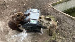 zoo bojnice slovensko medvědi koše