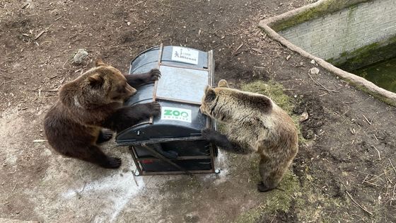 Tady síla šelem nestačí. Na Slovensku kvůli medvědí krizi testují zabezpečené koše