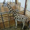 Žirafy v pražské zoo