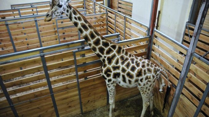 V pražské zoo se narodilo mládě žirafy, letos první